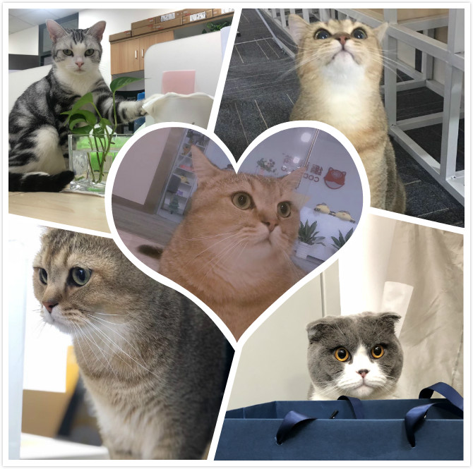 猫咪.jpg